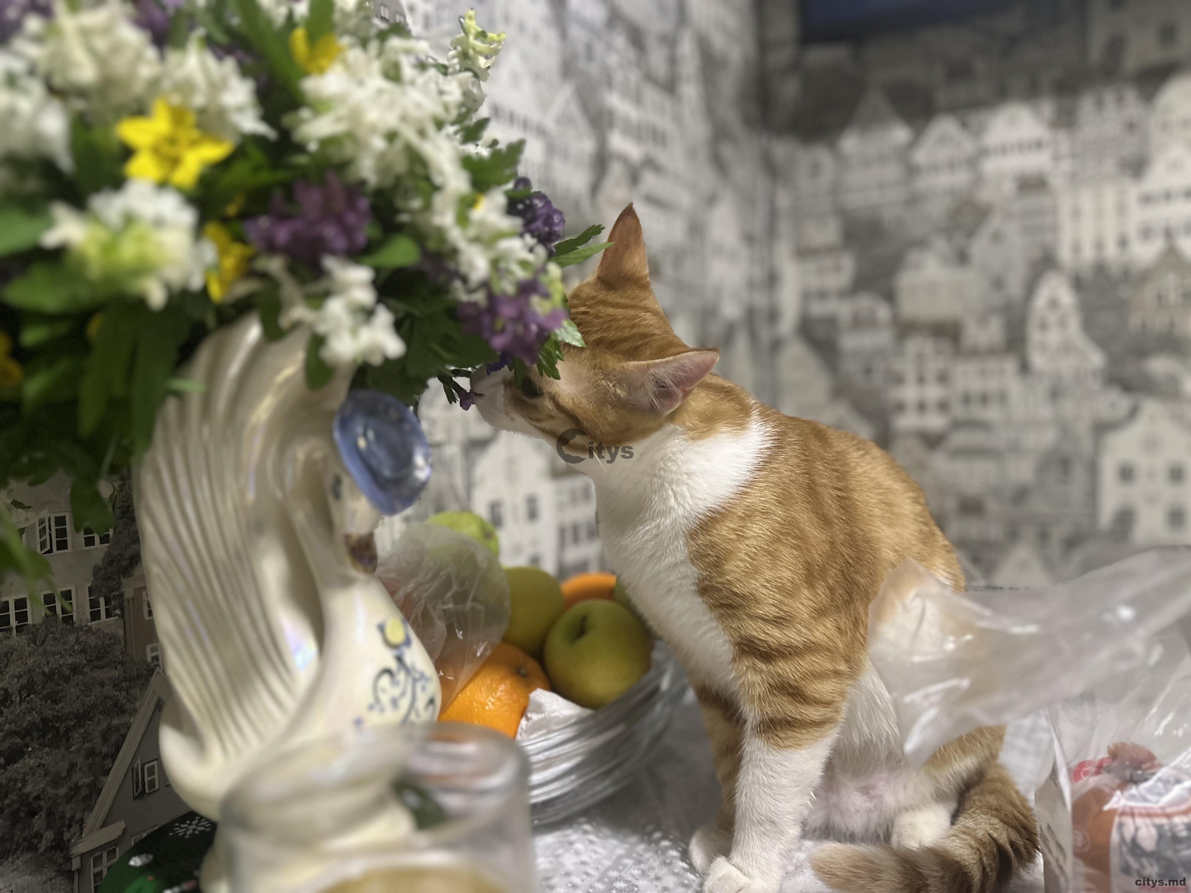 Дача с 2 уровнями, 60м², Amej photo 13 - citys.md Дача с 2 уровнями, 60м², Amej photo 12